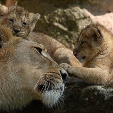 Львица с львятами