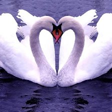 Схема вышивки «Лебеди»