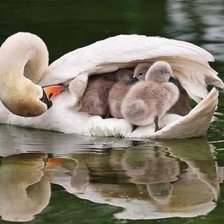 Схема вышивки «бесплатный проезд»