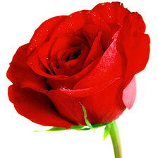 Схема вышивки «Роза»