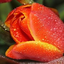 Схема вышивки «тюльпан»