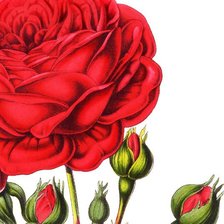 Схема вышивки «Подушка "Роза"»