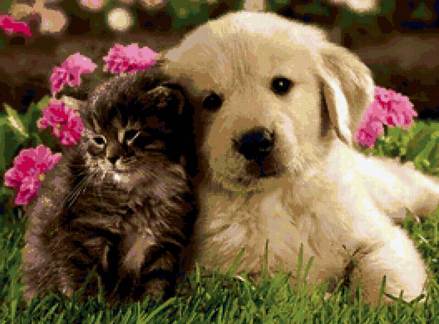 котик и собака,животные - предпросмотр