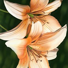 Схема вышивки «№337357»