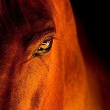 Схема вышивки «лошадь»