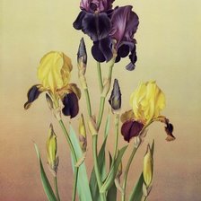 Схема вышивки «Ирисы»