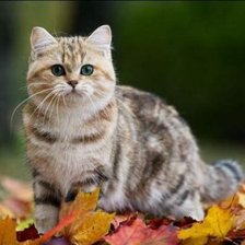 Схема вышивки «животные»