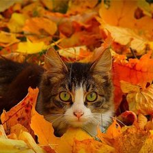 Схема вышивки «котик»