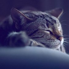 Схема вышивки «кот»