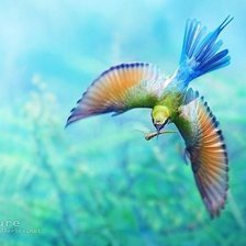 Схема вышивки «птица»