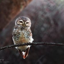 Схема вышивки «сова»