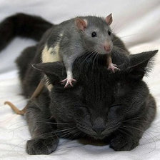 Схема вышивки «кошки-мышки»