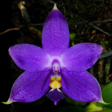 Схема вышивки «Phalaenopsis violacea»