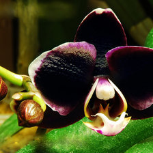 Схема вышивки «Ever-Spring Prince»