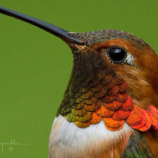 Схема вышивки «Колибри макро»