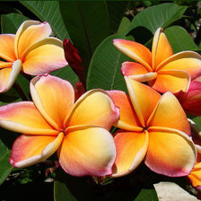 Плюмерия оранжевая