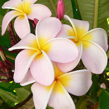 Схема вышивки «Плюмерия белая»