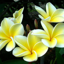 Схема вышивки «Плюмерия белоснежная»