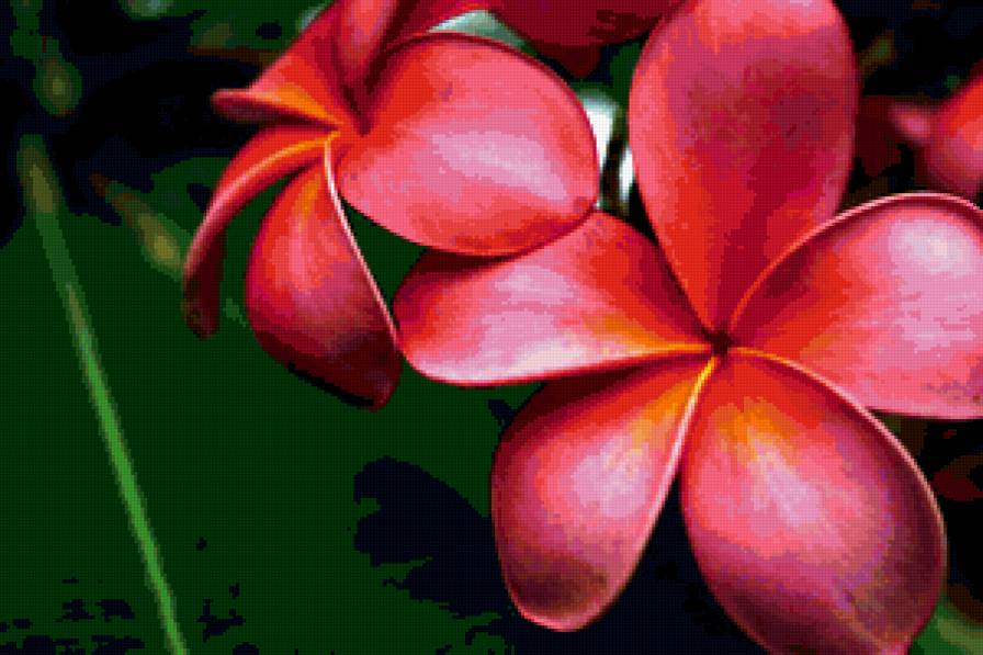 Плюмерия ярко розовая - плюмерия цветок розовый - предпросмотр