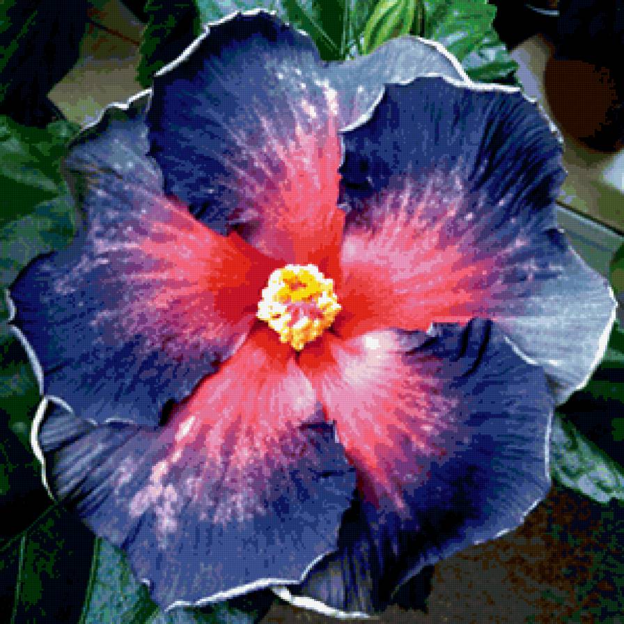 Сортовой гибискус - гибискус цветок голубой - предпросмотр