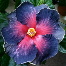 Схема вышивки «Сортовой гибискус»