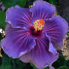 Схема вышивки «Сиреневый гибискус»