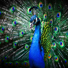 Схема вышивки «Красавиц павлин»