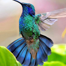 Схема вышивки «Колибри синяя»