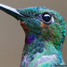 Схема вышивки «Колибри макро»