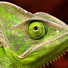 Схема вышивки «Хамелеончик»