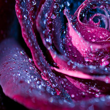 Схема вышивки «Сиреневая роза росса»