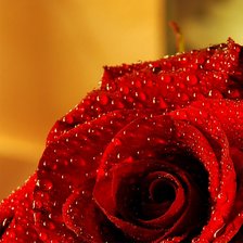 Схема вышивки «Роза-1 (под размер канвы 40х60)»