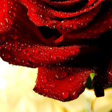 Схема вышивки «Роза-2 (размер канвы 40х60)»