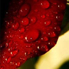 Схема вышивки «Роза-4 (размер канвы 40х60)»