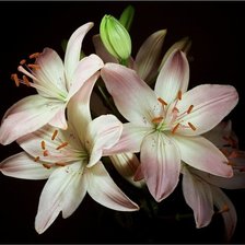 Схема вышивки «лилии»