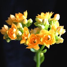 Схема вышивки «цветы на черном»