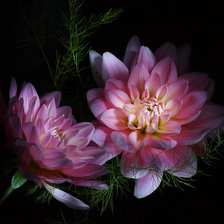 Схема вышивки «цветы на черном»