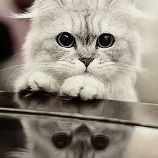 Схема вышивки «Котик»