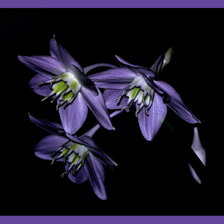 Схема вышивки «цветы на черном»