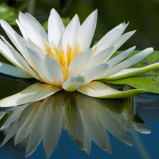 Схема вышивки «нимфея»