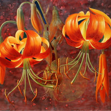 Схема вышивки «лилии»