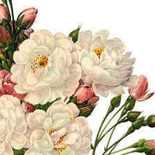 Схема вышивки «Розочки»