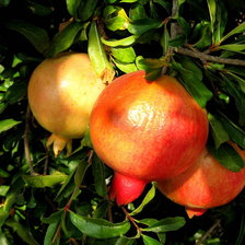 Схема вышивки «гранат»