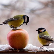 Схема вышивки «птицы»