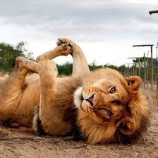 Схема вышивки «лев»