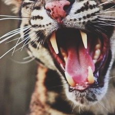 Схема вышивки «тигриный оскал»