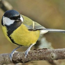 Схема вышивки «синичка»