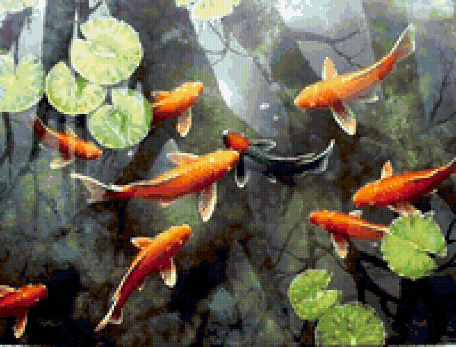 Карпы кои - кои, рыбы, карпы - предпросмотр