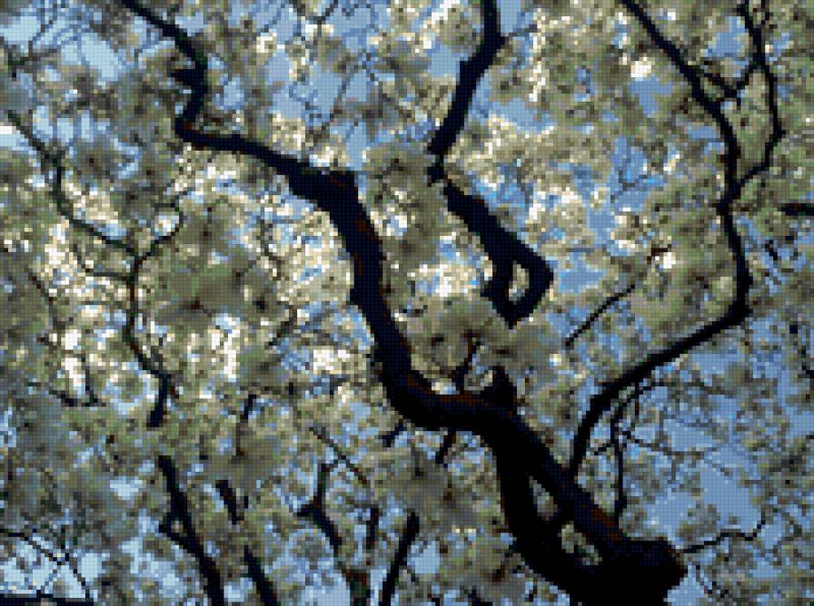 магнолия в цвету - природа. растения. небо. магнолия - предпросмотр