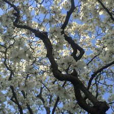 Схема вышивки «магнолия в цвету»